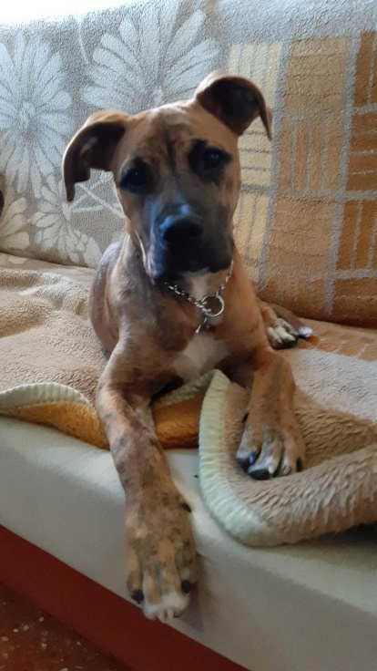 Gossos, gats, canaris, conills,...presenta'ns a la teva mascota!