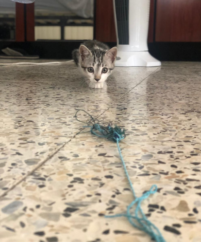 Paula Mallada Farreny