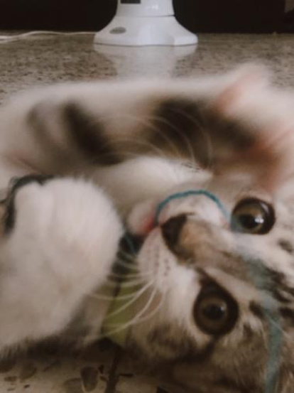 Paula Mallada Farreny