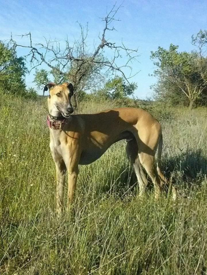 Gossos, gats, canaris, conills,...presenta'ns a la teva mascota!