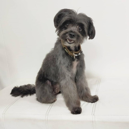 Gossos, gats, canaris, conills,...presenta'ns a la teva mascota!