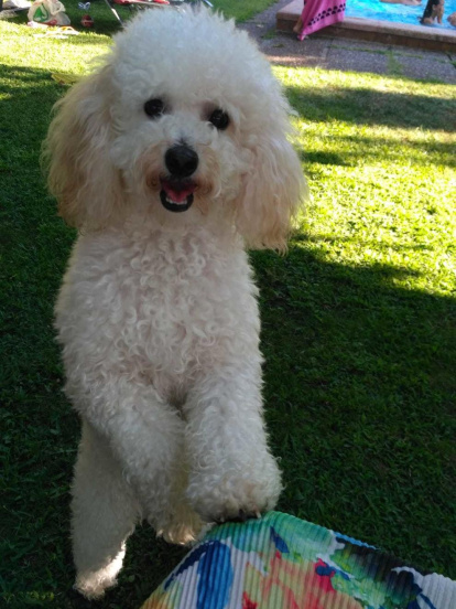 Gossos, gats, canaris, conills,...presenta'ns a la teva mascota!