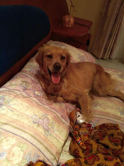 Gossos, gats, canaris, conills,...presenta'ns a la teva mascota!