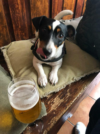 Gossos, gats, canaris, conills,...presenta'ns a la teva mascota!