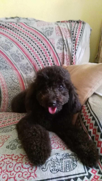 Gossos, gats, canaris, conills,...presenta'ns a la teva mascota!