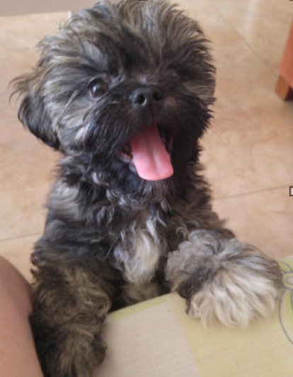 Gossos, gats, canaris, conills,...presenta'ns a la teva mascota!