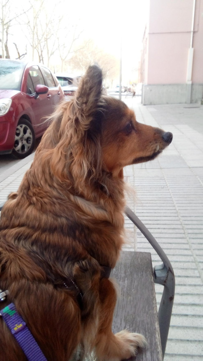 Gossos, gats, canaris, conills,...presenta'ns a la teva mascota!