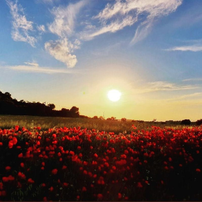 ¡Seguimos recibiendo fotos de árboles en flor, campos verdes y buen tiempo...ya está aquí la primavera!