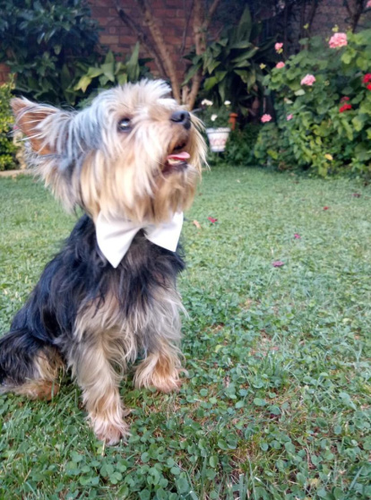 Gossos, gats, canaris, conills,...presenta'ns a la teva mascota!