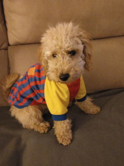 Gossos, gats, canaris, conills,...presenta'ns a la teva mascota!