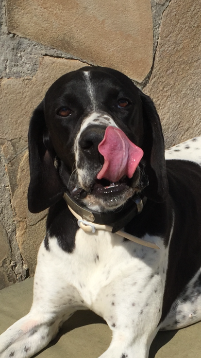 Gossos, gats, canaris, conills,...presenta'ns a la teva mascota!