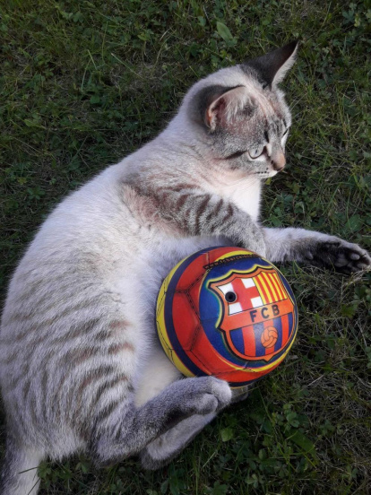 Gossos, gats, canaris, conills,...presenta'ns a la teva mascota!