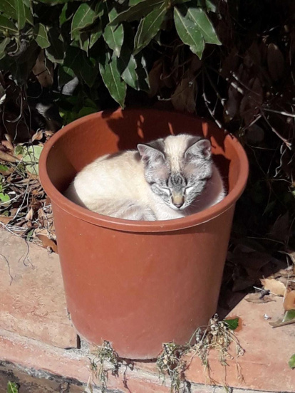 Gossos, gats, canaris, conills,...presenta'ns a la teva mascota!