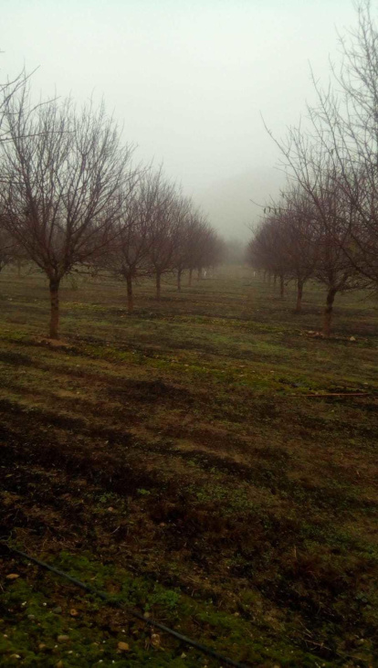 Josep Guillamet Rossell