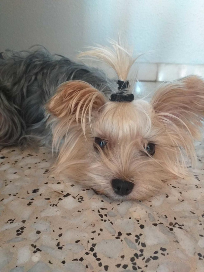 Gossos, gats, canaris, conills,...presenta'ns a la teva mascota!