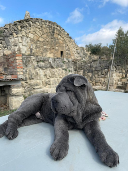 Gossos, gats, canaris, conills,...presenta'ns a la teva mascota!