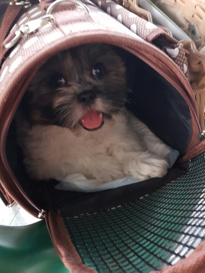 Gossos, gats, canaris, conills,...presenta'ns a la teva mascota!