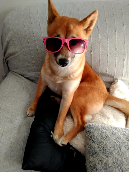 Gossos, gats, canaris, conills,...presenta'ns a la teva mascota!