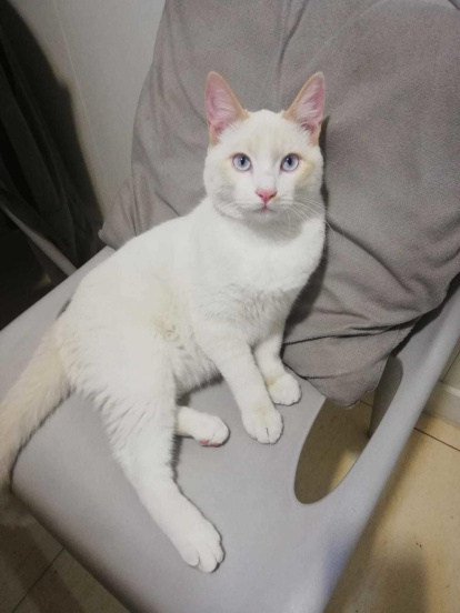 Gossos, gats, canaris, conills,...presenta'ns a la teva mascota!