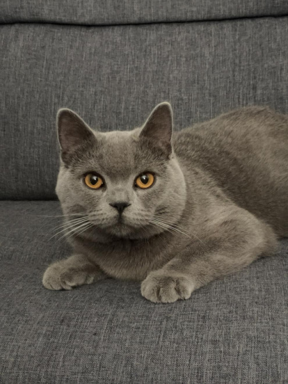 Gossos, gats, canaris, conills,...presenta'ns a la teva mascota!