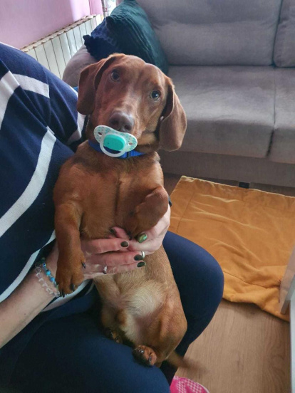 Gossos, gats, canaris, conills,...presenta'ns a la teva mascota!