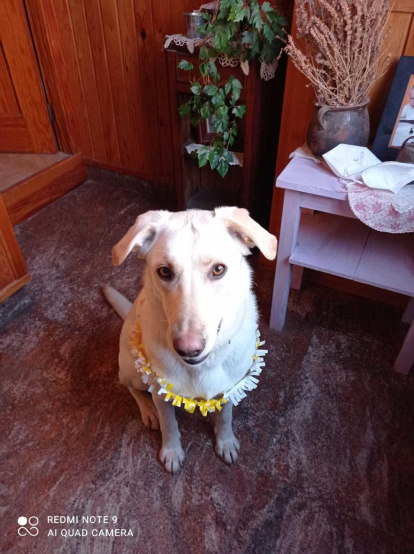 Gossos, gats, canaris, conills,...presenta'ns a la teva mascota!
