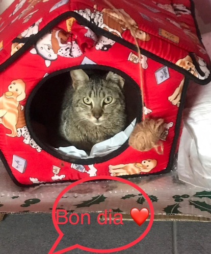 Gossos, gats, canaris, conills,...presenta'ns a la teva mascota!