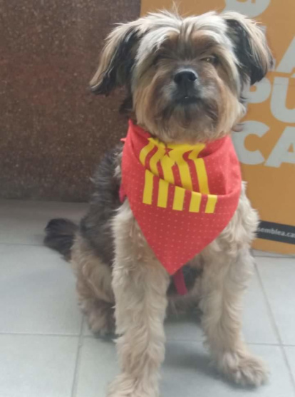 Assumpta Figuera