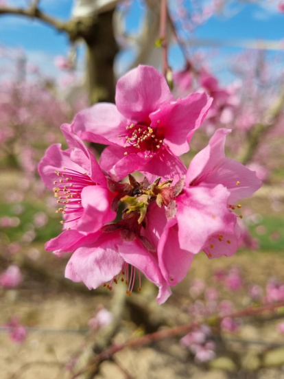 Arbres florits, camps verds i bon temps...ja és aquí la primavera!