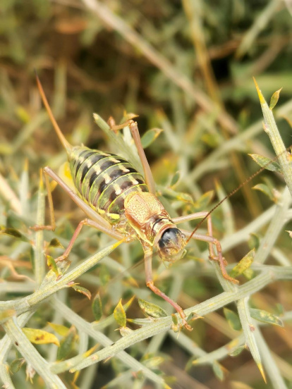 Arbres florits, camps verds i bon temps...ja és aquí la primavera!