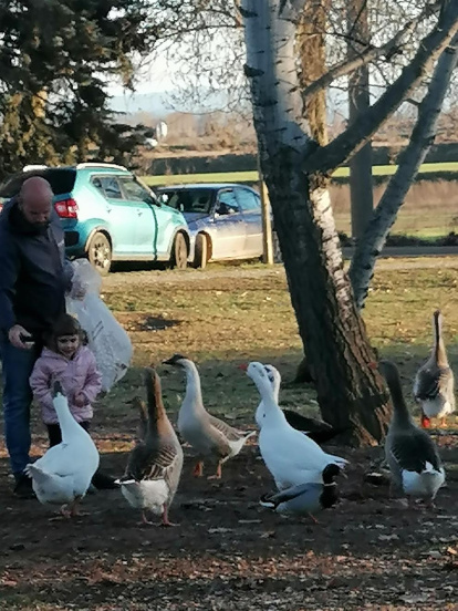 Arbres florits, camps verds i bon temps...ja és aquí la primavera!