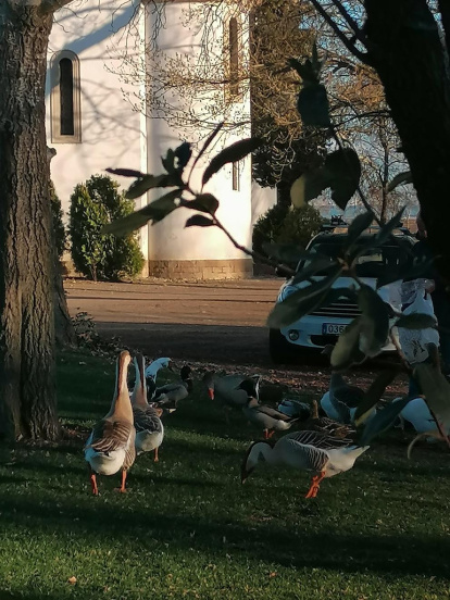 Arbres florits, camps verds i bon temps...ja és aquí la primavera!