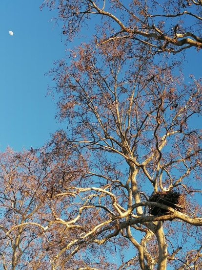 Arbres florits, camps verds i bon temps...ja és aquí la primavera!
