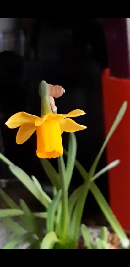 Arbres florits, camps verds i bon temps...ja és aquí la primavera!