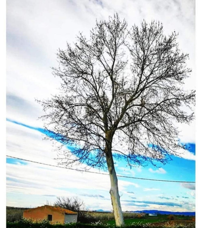 Arbres florits, camps verds i bon temps...ja és aquí la primavera!