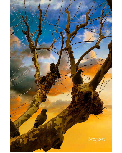 Arbres florits, camps verds i bon temps...ja és aquí la primavera!