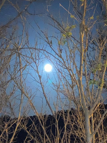 Arbres florits, camps verds i bon temps...ja és aquí la primavera!