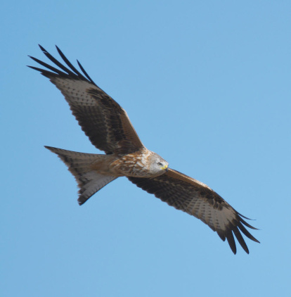 Arbres florits, camps verds i bon temps...ja és aquí la primavera!