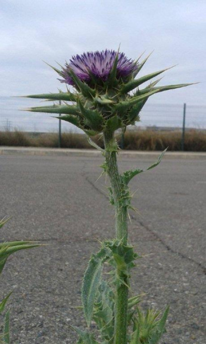 Arbres florits, camps verds i bon temps...ja és aquí la primavera!