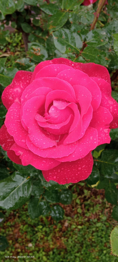 Arbres florits, camps verds i bon temps...ja és aquí la primavera!