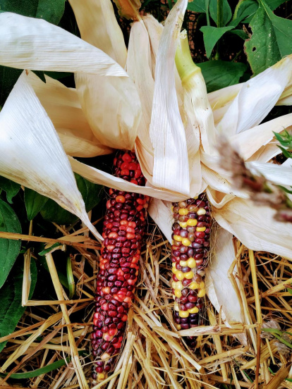 La boira, les fulles seques, els seus fruits... la tardor és una estació molt fotogènica.