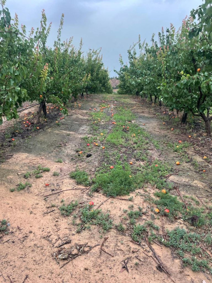 El vent va tirar fruita de pinyol a terra en aquesta finca d'Almenar