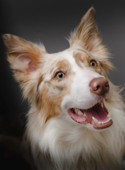 ¡Perros, gatos, canarios, conejos...preséntanos a tu mascota!