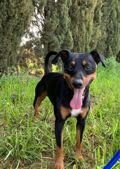 ¡Perros, gatos, canarios, conejos...preséntanos a tu mascota!
