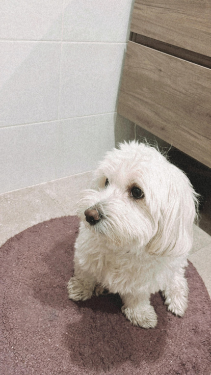 ¡Perros, gatos, canarios, conejos...preséntanos a tu mascota!