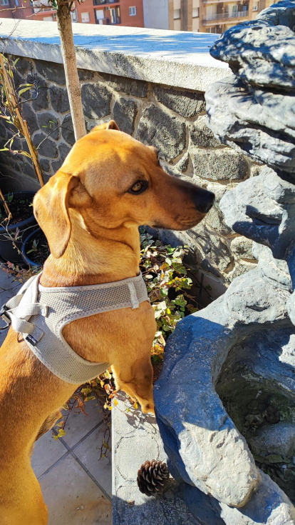 ¡Perros, gatos, canarios, conejos...preséntanos a tu mascota!