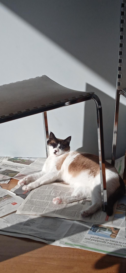 ¡Perros, gatos, canarios, conejos...preséntanos a tu mascota!