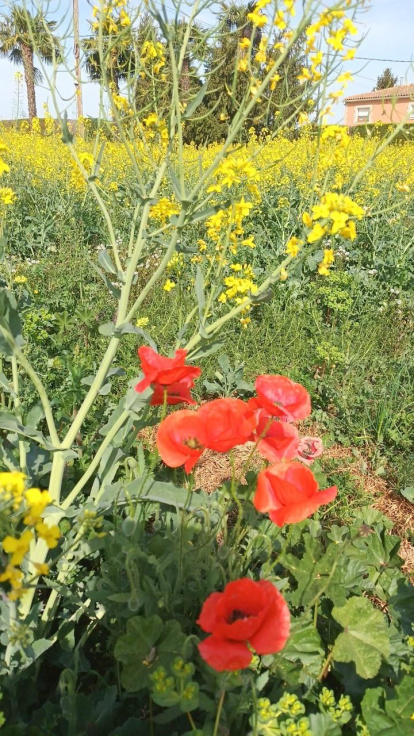 Arbres florits, camps verds i bon temps...ja és aquí la primavera!