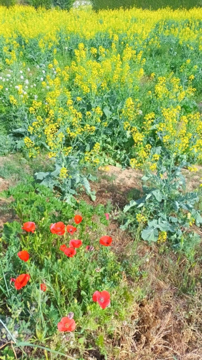 Arbres florits, camps verds i bon temps...ja és aquí la primavera!
