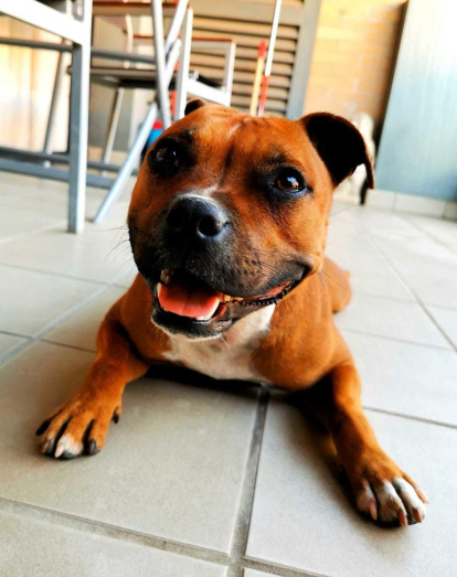 Gossos, gats, canaris, conills...presenta'ns a la teua mascota!